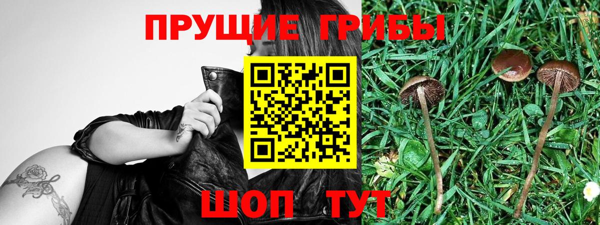 Усть-Илимск  Галлюциногенные грибы GOLDEN TEACHER  Вход с VPN 